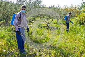 Two agriculturist people spraying herbicide in a field of olive trees.