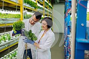 Two agriculturists wearing blue gloves looking at greens