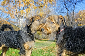 Two Airedale puppy Close-up