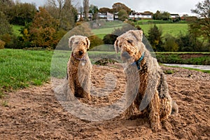 Two Airedale terriers tilt their heads in a curious pose.