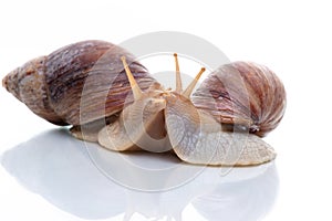 Two Akhatina snails kiss on the table. Isolated on white background. Close up