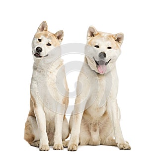 Two Akita Inu sitting, 2 years old,