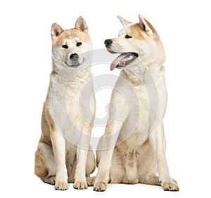 Two Akita Inus sitting and interacting, 2 years old