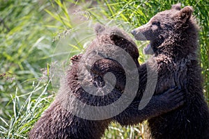 Two alaskan brown bear cubs playing
