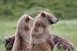 Alaskan brown bear cubs at McNeil River