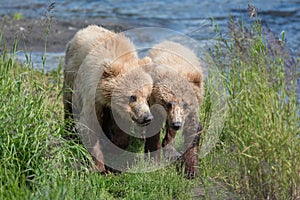 Two Alaskan brown bear cubs