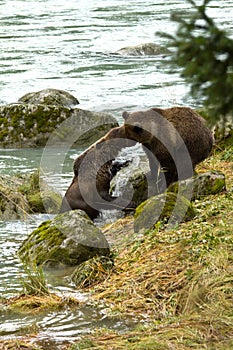 Two Alaskan Brown Bear siblings play fighting on the banks of the Chilkoot River