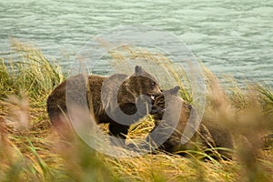 Two Alaskan Brown Bear siblings play fighting, Chilkoot River