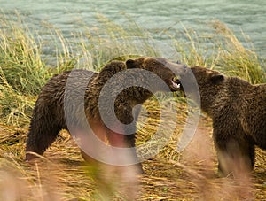 Two Alaskan Brown Bear siblings play fighting with teeth bared, Chilkoot River