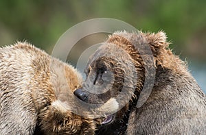 Two Alaskan brown bears fighting