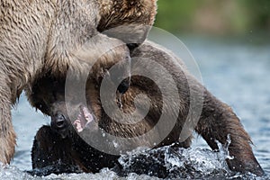 Two Alaskan brown bears fighting