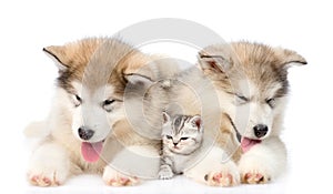 two alaskan malamute dogs and maine coon cat together. isolated on white background