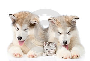 Two Alaskan malamute puppies lying with tiny kitten. isolated on white