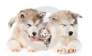 Two Alaskan malamute puppies lying with tiny kitten. isolated on white