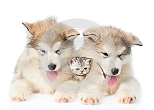 Two Alaskan malamute puppies lying with tiny kitten. isolated on white