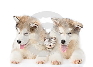 Two Alaskan malamute puppies lying with tiny kitten. isolated on white background