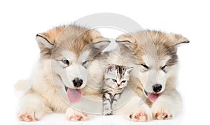 Two Alaskan malamute puppies lying with tiny kitten. isolated on white