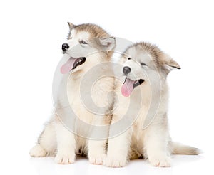 Two alaskan malamute puppies sitting together. isolated on white