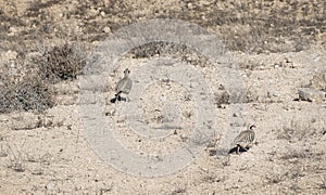 Two Alectoris Chukar Partridges Running for Cover near the Makhtesh Ramon Crater in Israel