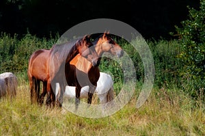 Two alert bay horses in field