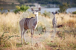 Two alert kudus walking in nature reserve