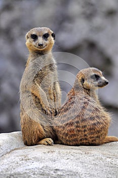 Two alert meerkats