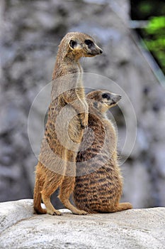 Two alert meerkats