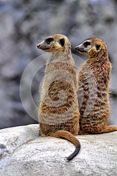 Two alert meerkats