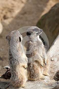 Two alert meerkats