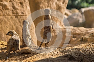 Two alert Meerkats standing looking at the horizon on guard, curious gesture