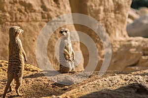 Two alert Meerkats standing looking at the horizon on guard, curious gesture