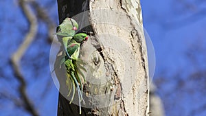 Two Alexandrine Parakeets on Tree