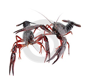 Two alive crawfish