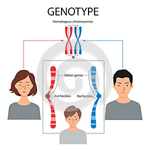 The two alleles in a gene pair are inherited, one from each parent photo