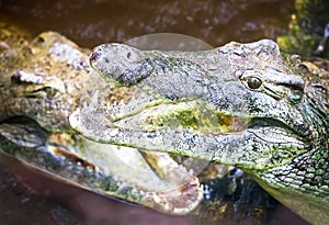 Two alligatores crocodiles are in the water. Focus is on the alligator with the blurred natural background. Outdoor. Kenya, Afri