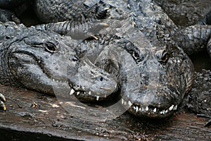 Two alligators