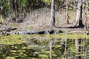 Two Alligators Basking in the Sun