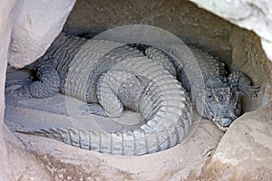 Two Alligators or crocodiles asleep in a cave photo