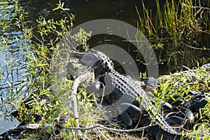 Two Alligators at Everglades National Park