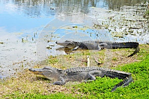 Two alligators lay near a lake