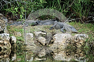 Two Alligators at rest on riverbank