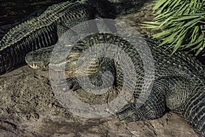 Two alligators sunning