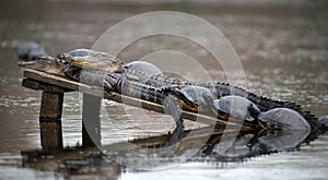 Two Alligators with Turtles Sunning