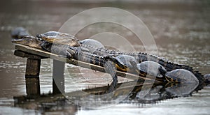 Two Alligators with Turtles Sunning photo