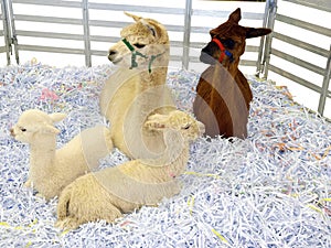 Two Alpaca with Cria photo