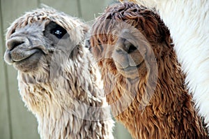 Two Alpacas photo