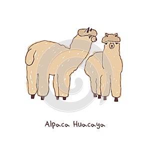 Two alpacas hand drawn doodle vector illustration.