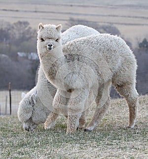 Two alpacas in a pasture