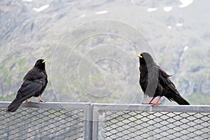 Two Alpine chough resting on a fence at Grossglockner mountain a