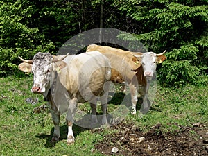 Two alpine cows on a mountain meadow.